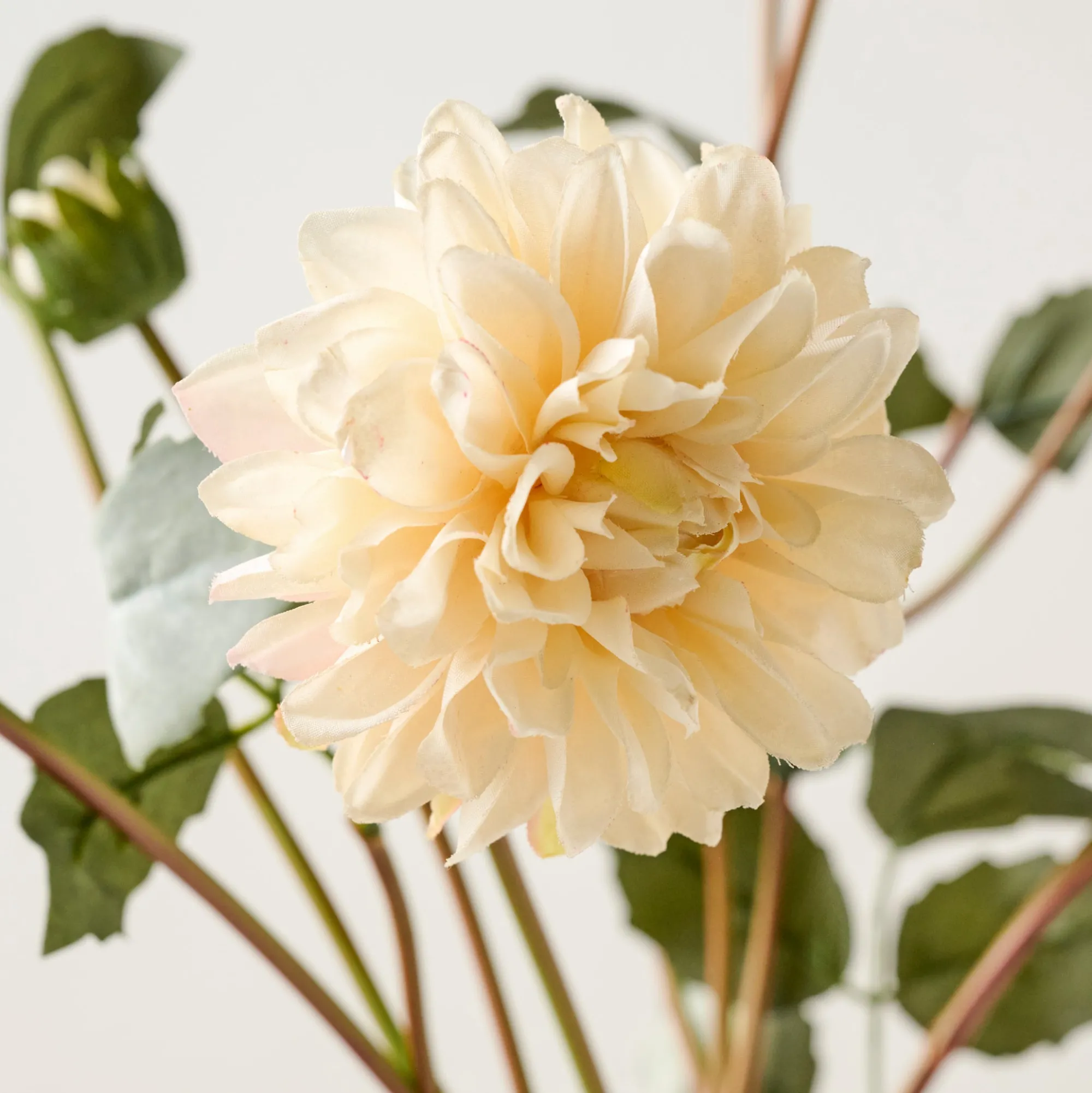 VND0078 K & K Interiors, Inc. Dahlia Bloom Bundle