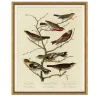VND6204 Soicher Marin of Florida Finches on Branches