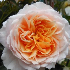 VND8125 Heirloom Roses Inc. Ginger Syllabubâ„¢ Rose Bush