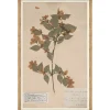 VND6204 Soicher Marin of Florida Herbarium Specimen I