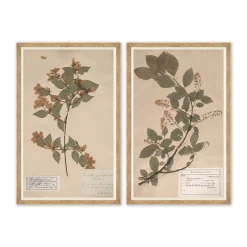 VND6204 Soicher Marin of Florida Herbarium Specimen I