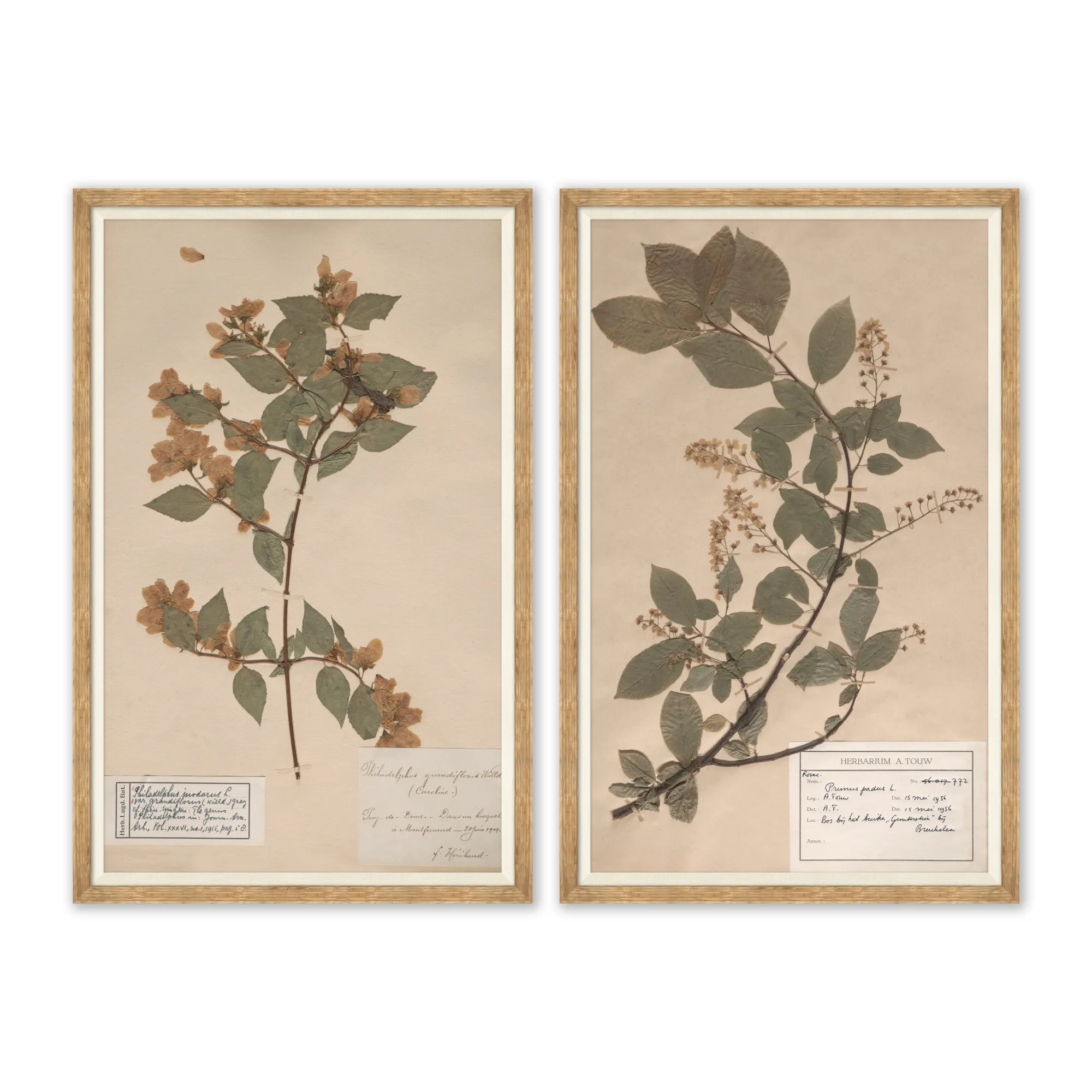 VND6204 Soicher Marin of Florida Herbarium Specimen II