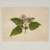 VND5151 Peel Enterprises Inc Jo's Hand Pressed Herbarium Prints - "From Crew" '23