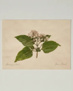 VND5151 Peel Enterprises Inc Jo's Hand Pressed Herbarium Prints - "From Crew" '23