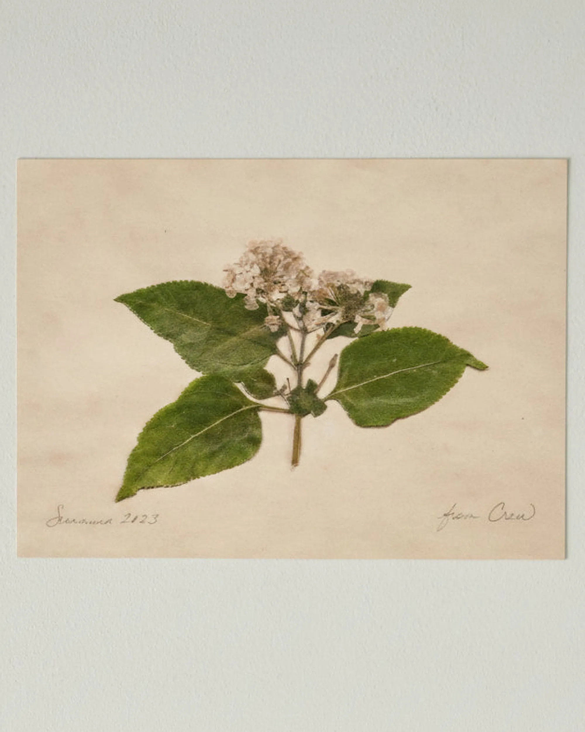 VND5151 Peel Enterprises Inc Jo's Hand Pressed Herbarium Prints - "From Crew" '23