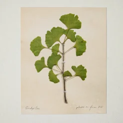 VND5151 Peel Enterprises Inc Jo's Hand Pressed Herbarium Prints - Ginkgo Tree '21