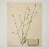 VND5151 Peel Enterprises Inc Jo's Hand Pressed Herbarium Prints - Texas Wildflowers I '24