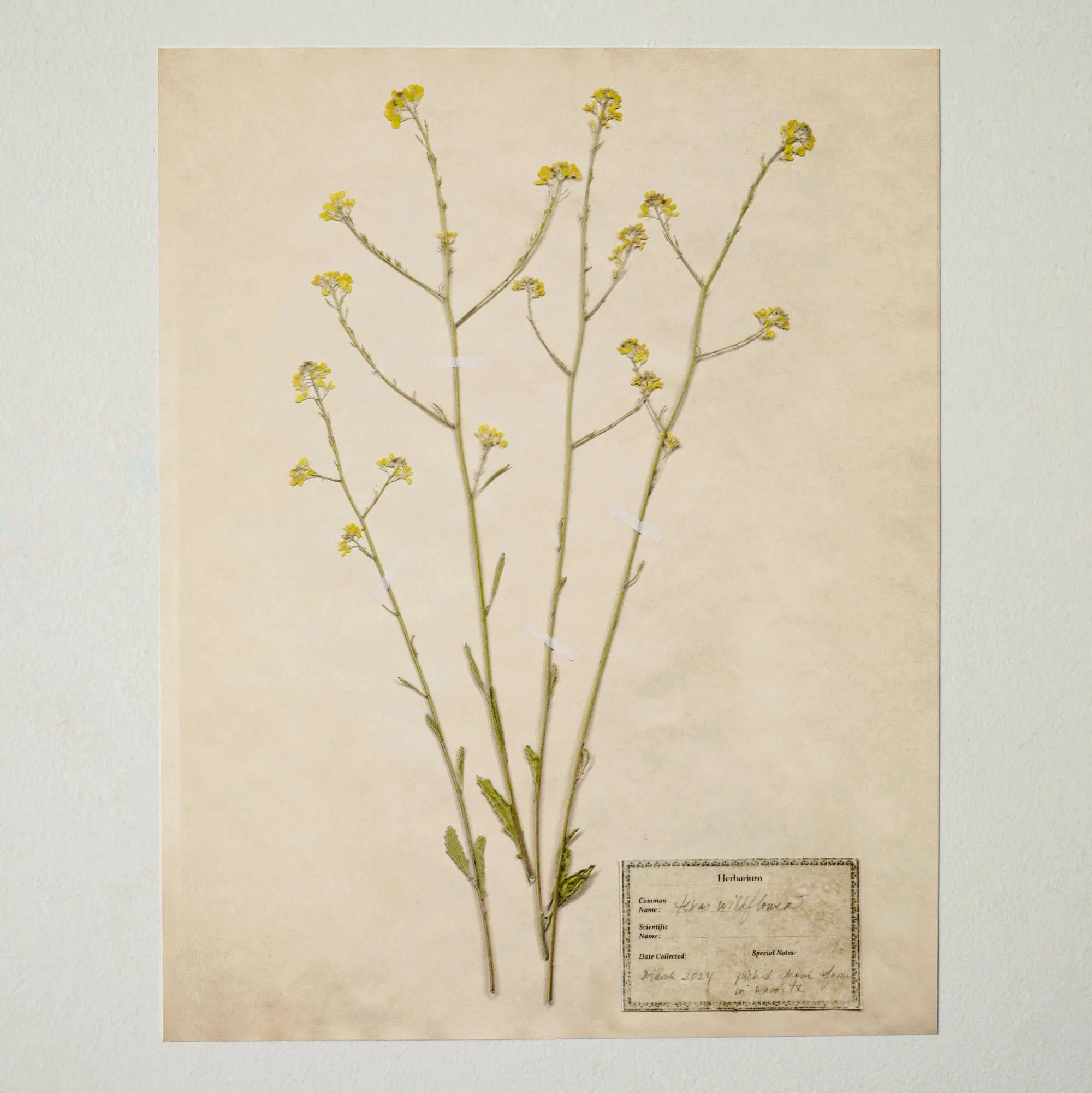 VND5151 Peel Enterprises Inc Jo's Hand Pressed Herbarium Prints - Texas Wildflowers II '24
