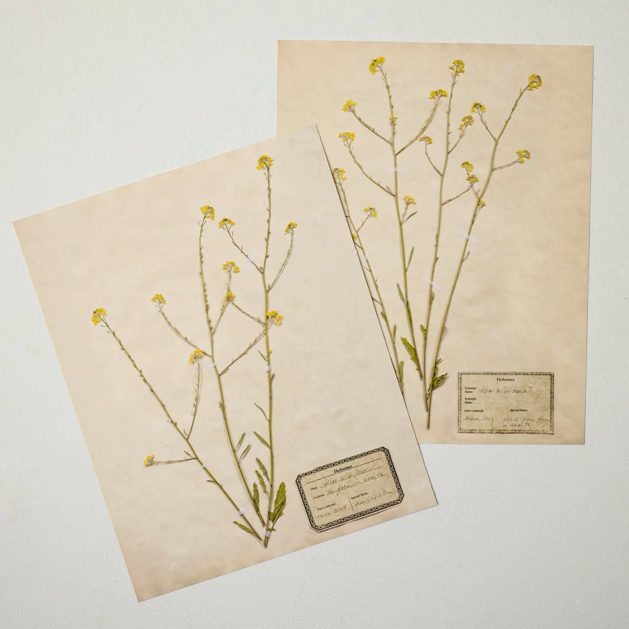 VND5151 Peel Enterprises Inc Jo's Hand Pressed Herbarium Prints - Texas Wildflowers II '24