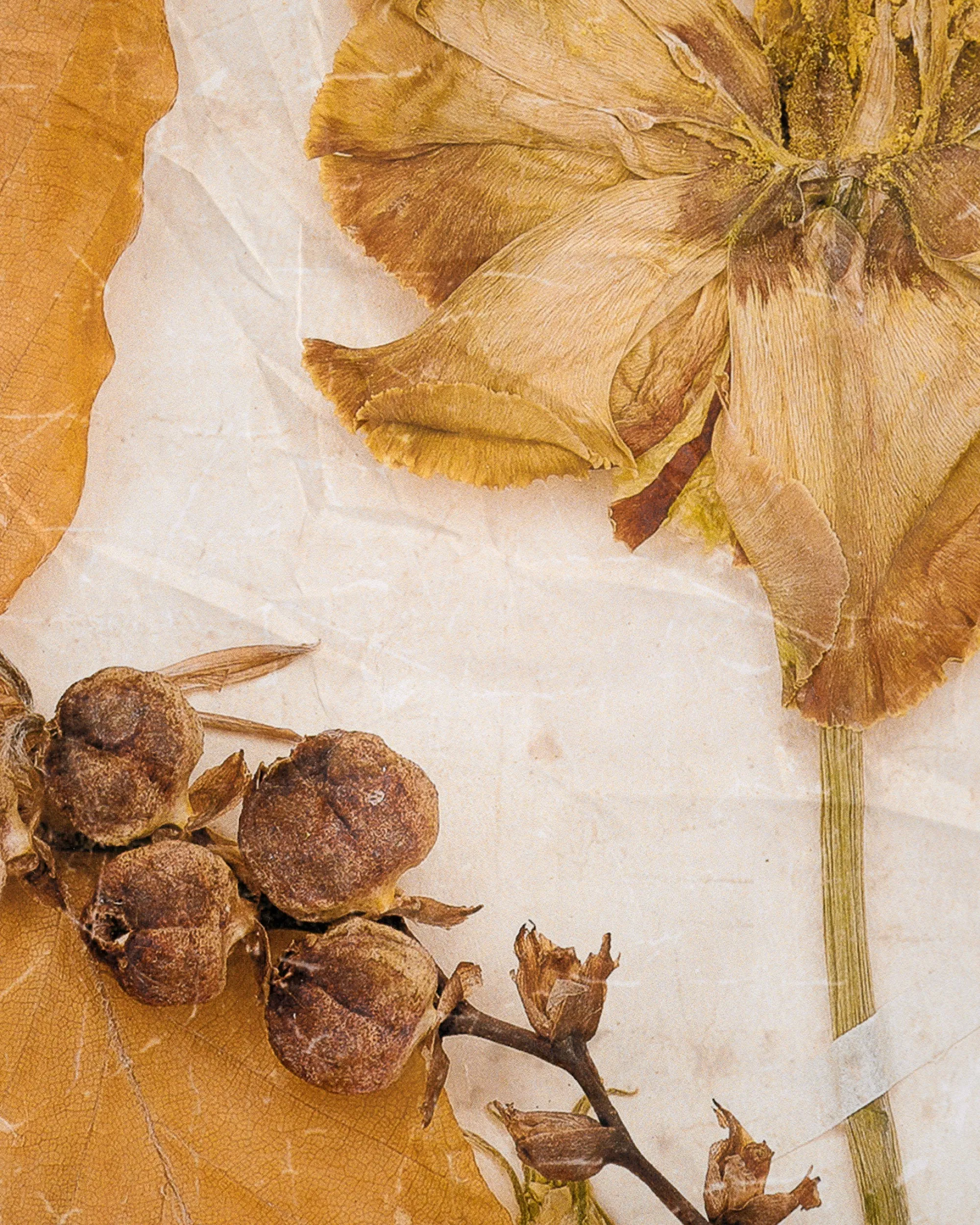 VND0164 Creative Co-op Inc Jo's Herbarium Tapestry