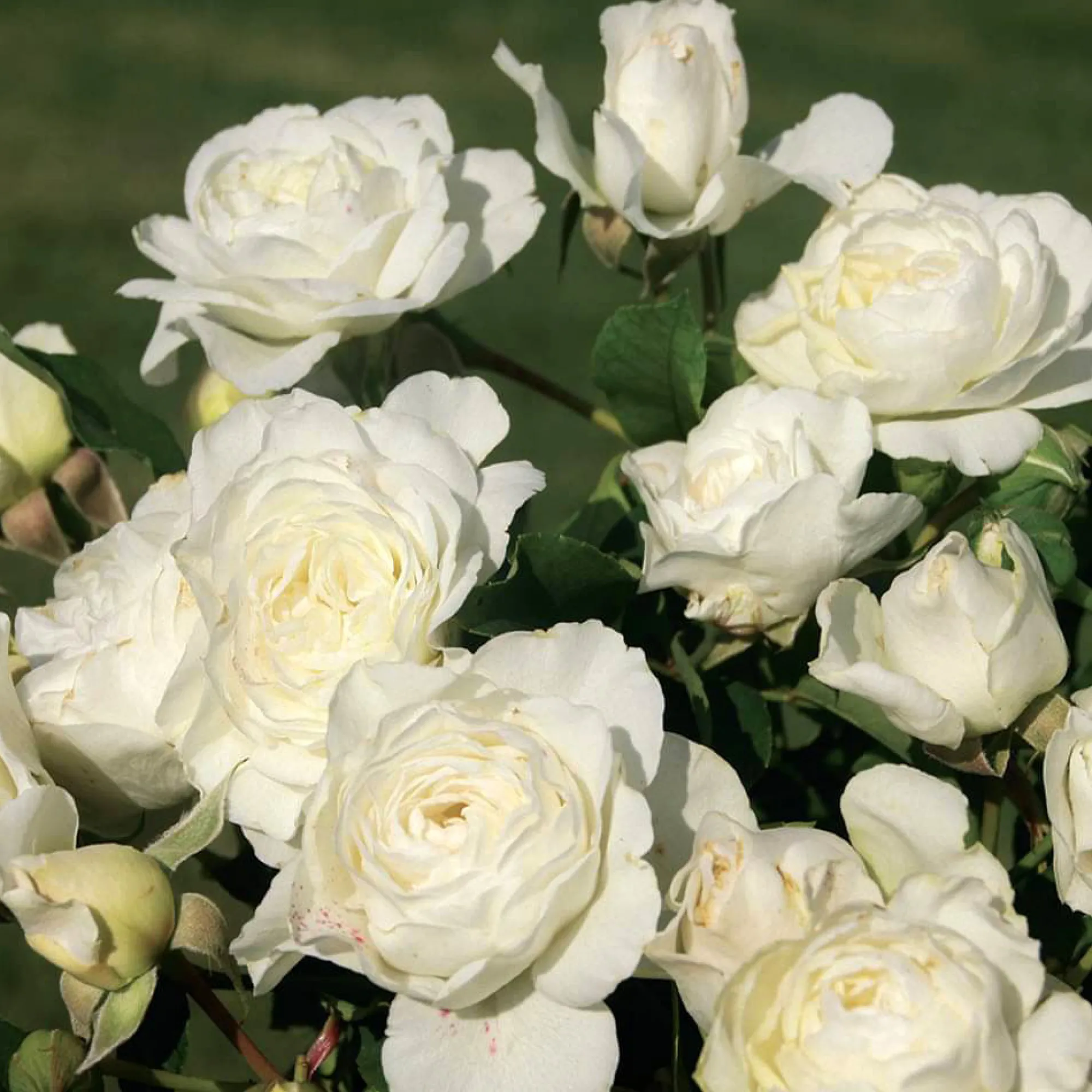VND8125 Heirloom Roses Inc. Luna Love™ Rose Bush