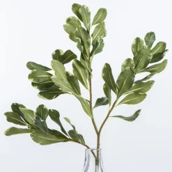 VND0078 K & K Interiors, Inc. Pittosporum Leaf Stem