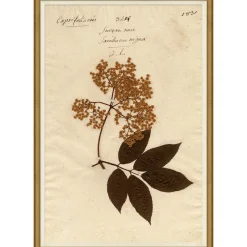 VND6204 Soicher Marin of Florida Pressed Floral I