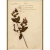 VND6204 Soicher Marin of Florida Pressed Floral IX