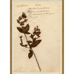 VND6204 Soicher Marin of Florida Pressed Floral IX