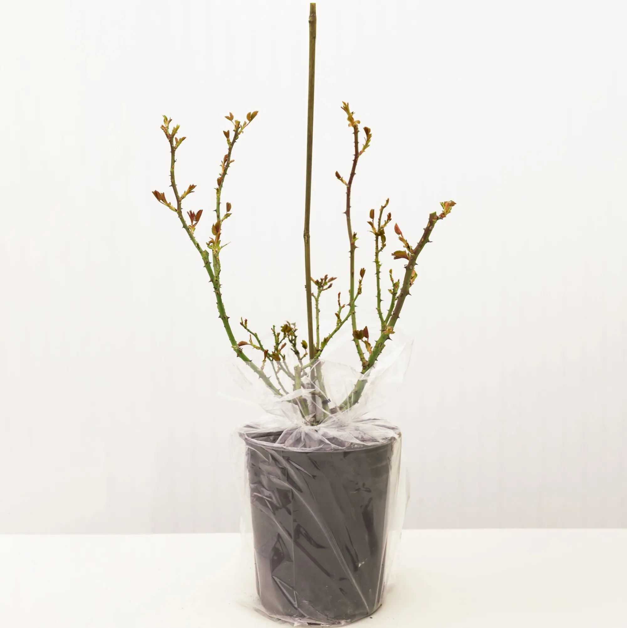 VND8125 Heirloom Roses Inc. Princess Charlene de Monaco® Rose Bush