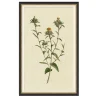 VND6204 Soicher Marin of Florida Vintage Botanical Study I