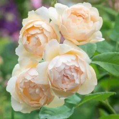 VND8125 Heirloom Roses Inc. Wollerton Old Hallâ„¢ Rose Bush