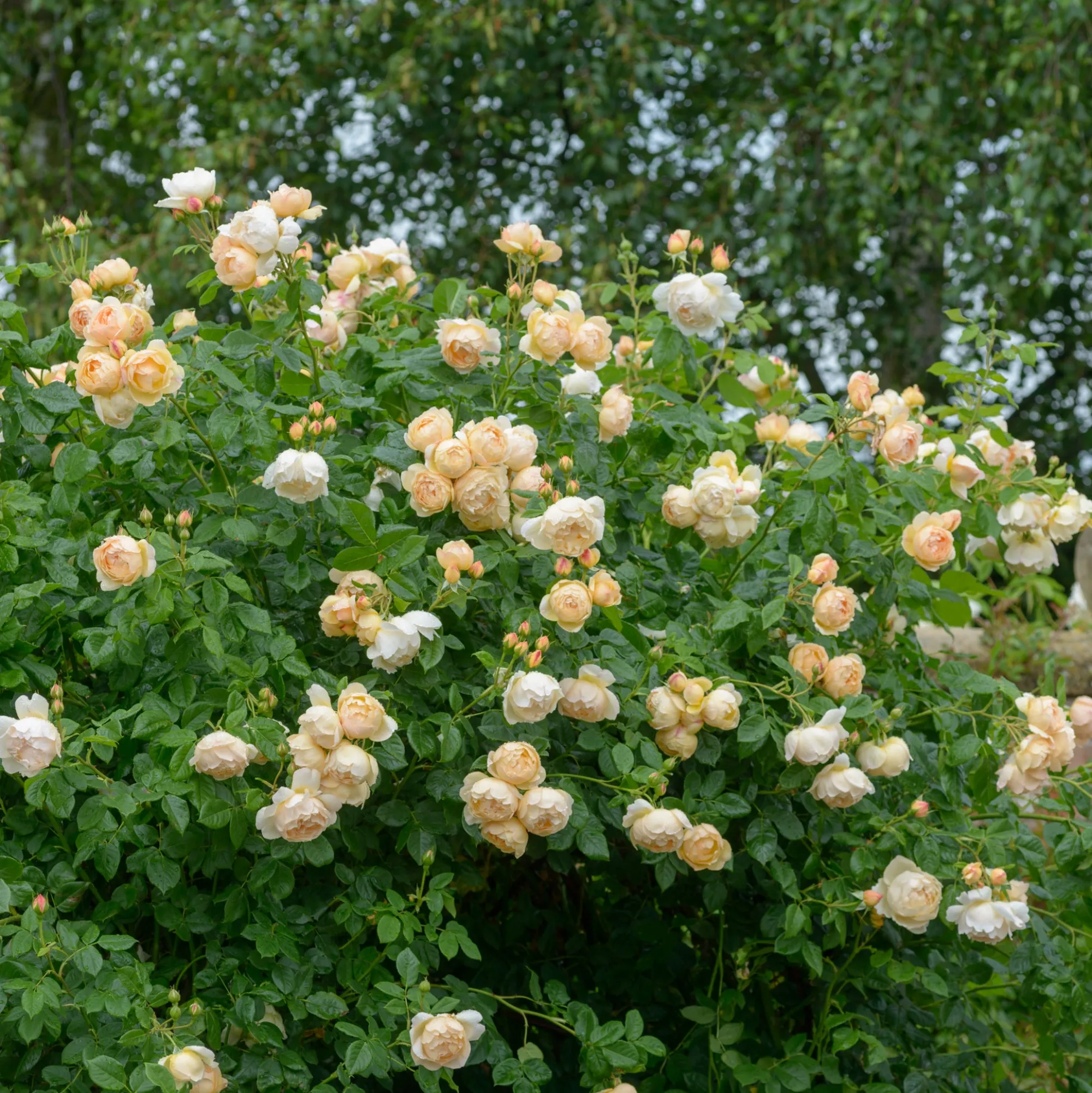 VND8125 Heirloom Roses Inc. Wollerton Old Hall™ Rose Bush