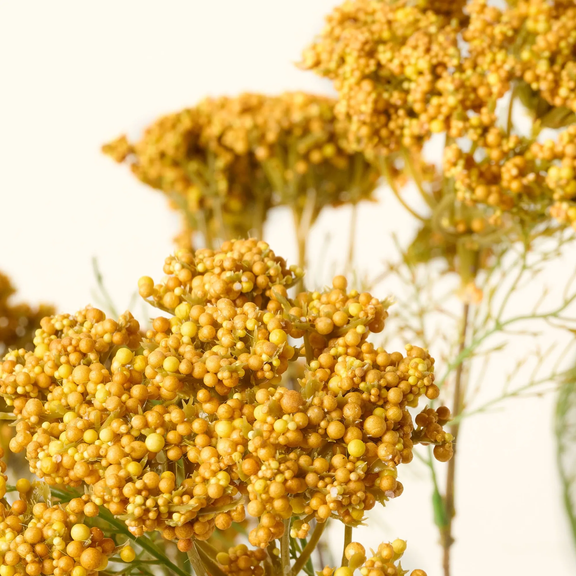 VND0119 RHC INC Yellow Queen Anne Lace Bush